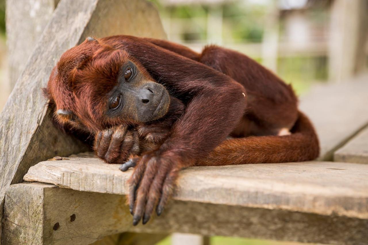 Irapay Amazon Lodge - Asociado Casa Andina Iquitos Exteriör bild